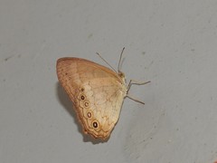 Sepona punctata