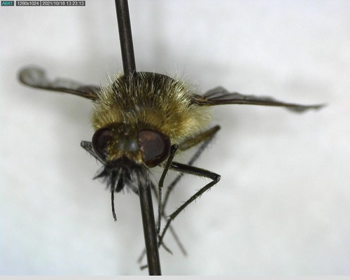 iNaturalist observation photo of Bombyliinae