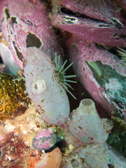 Ascidiella aspersa