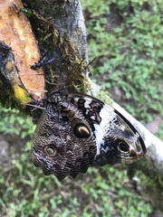 Opsiphanes quiteria