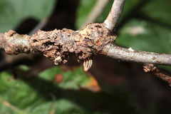 Callirhytis quercusgemmaria