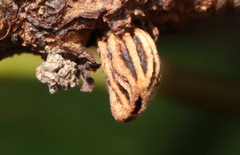 Callirhytis quercusgemmaria