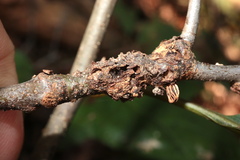 Callirhytis quercusgemmaria