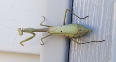 Stagmomantis carolina