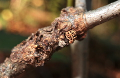 Callirhytis quercusgemmaria