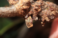 Callirhytis quercusgemmaria