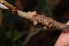 Callirhytis quercusgemmaria