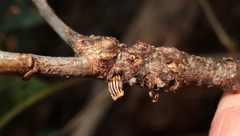 Callirhytis quercusgemmaria