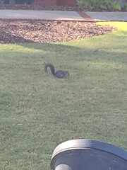 Sciurus carolinensis