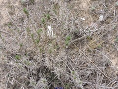 Gypsophila struthium