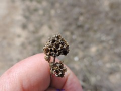 Gypsophila struthium