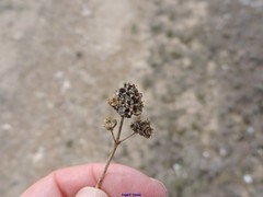 Gypsophila struthium