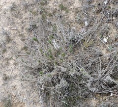 Gypsophila struthium