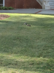 Sciurus carolinensis