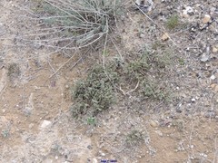 Frankenia thymifolia