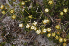 Agathosma hookeri