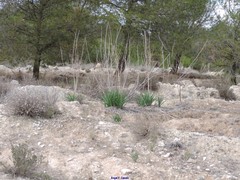 Centaurea hyssopifolia