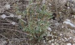 Helianthemum squamatum