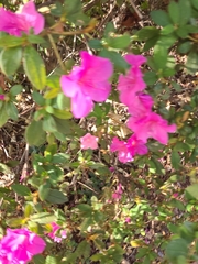 Rhododendron indicum