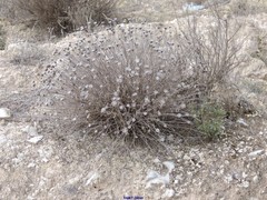 Centaurea hyssopifolia