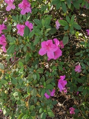 Rhododendron indicum