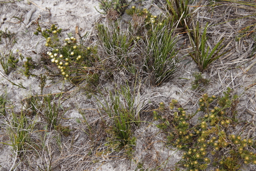 Image of Agathosma hookeri by (c) Tony Rebelo, some rights reserved (CC BY-SA)