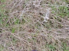Bellardia trixago
