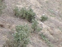 Helianthemum squamatum