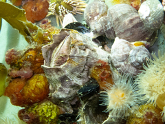 Austromegabalanus psittacus