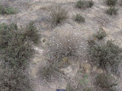 Centaurea hyssopifolia