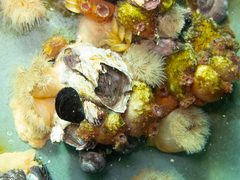 Austromegabalanus psittacus