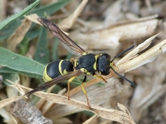 Allodynerus