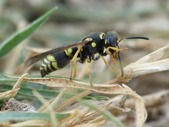 Allodynerus