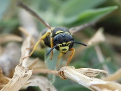 Allodynerus