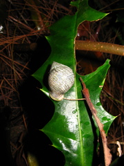 Pythia