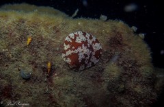 Lamellariinae
