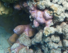 Montipora flabellata