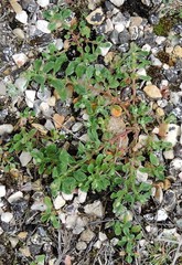 Helianthemum ledifolium