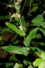 Peltaria alliacea