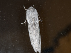 Capusa graodes