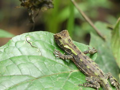 Enyalioides