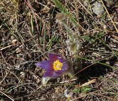 Pulsatilla halleri