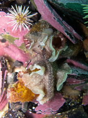 Phrikoceros mopsus
