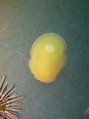 Gargamella immaculata