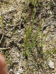 Triglochin palustris