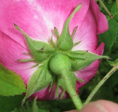 Rosa gallica