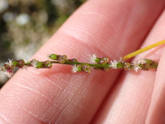 Triglochin palustris