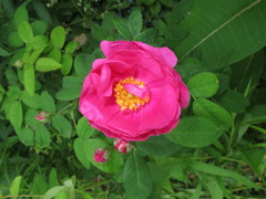 Rosa gallica