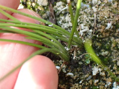 Triglochin palustris