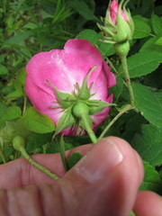 Rosa gallica
